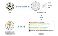 36氪首发 | 高通量单细胞测序技术成果落地,「万乘基因」获500万元天使轮融资