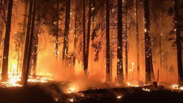 为应对森林火灾，消防员们引入了一支AI大军作为联盟