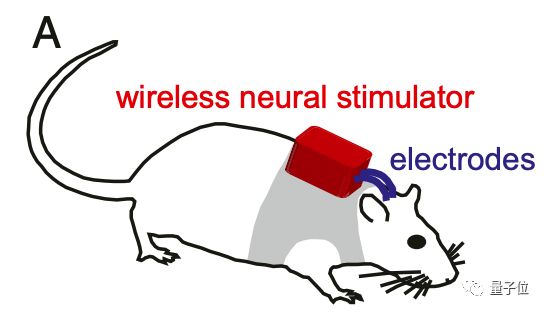脑机接口创造“第六感”：激活特定神经元，大鼠训练出新感官，逃出水迷宫，像用视觉一样轻松