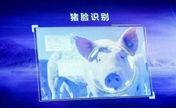 猪肉价格上涨，百万头生猪被宰，AI能派上用场吗？