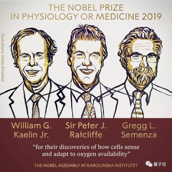 2019诺贝尔生理学医学奖率先颁出，揭秘血与氧关系，抗击肿瘤和癌症
