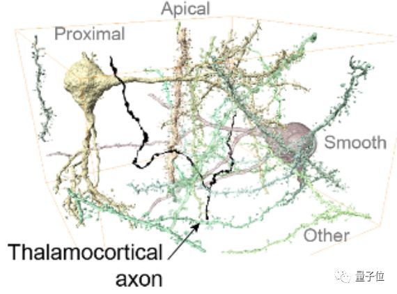 七年终登Science封面：最强大脑皮层神经网络重建，揭示迄今哺乳动物最大神经线路图