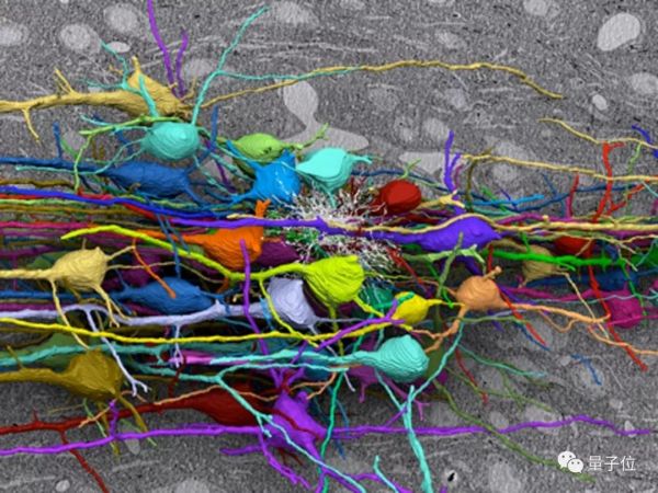 七年终登Science封面：最强大脑皮层神经网络重建，揭示迄今哺乳动物最大神经线路图