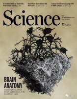 七年终登Science封面:最强大脑皮层神经网络重建,揭示迄今哺乳动物最大神经线路图
