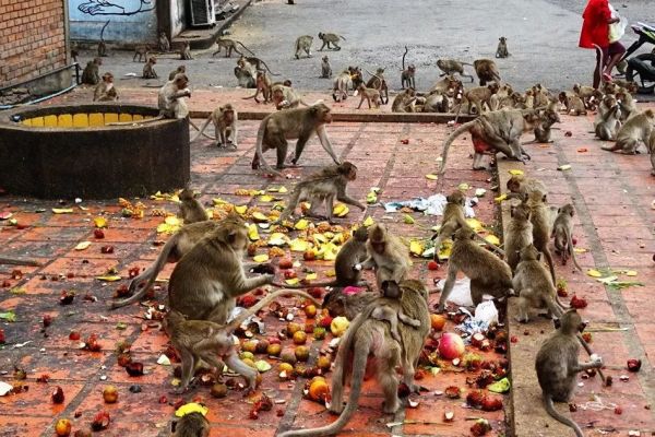杀人猴肆虐引起民愤，印度求助“猴脸识别”“大数据绝育”技术