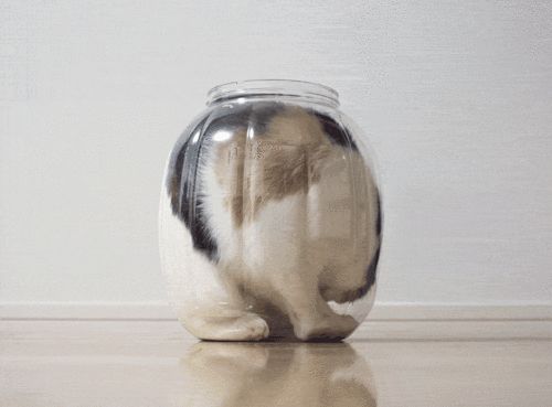 “猫是液体吗？”科学家们认真研究了这个问题