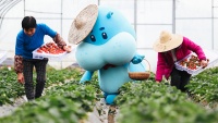生鲜倒闭频现，盒马侯毅：前置仓模式不成立