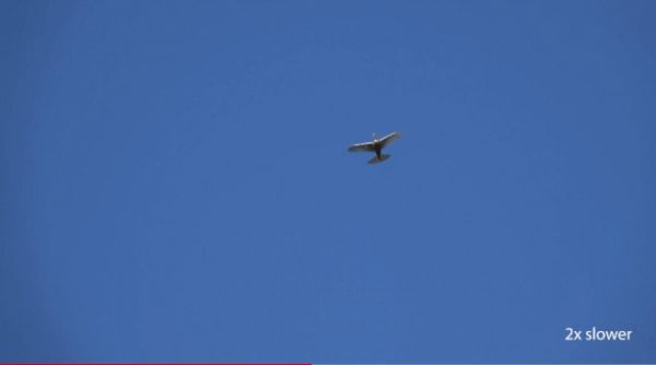 真·鲁班：斯坦福学者造出带羽毛翅膀的「机器鸽」，登上Science及其子刊