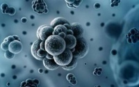 北大课题组最新研究:新型冠状病毒中间宿主或为水貂