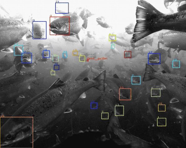 渔民之友：Google X 新项目，用计算机视觉养鱼