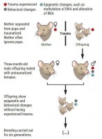 童年创伤不仅需要一生治愈，还可能遗传给你的后代