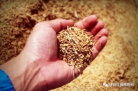 “从农田到餐桌”，农产品质量安全追溯是怎么做到的？