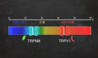 牙齿为什么能感知寒冷？