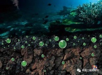 地球体内的“深碳”，正在冲击我们对生命的理解