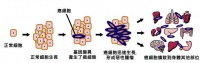 杀死八种癌症，中国要有自己的抗癌“神药”了？