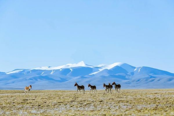 2021年昆仑山雪山寻源之旅：邀你自驾探秘，问鼎昆仑