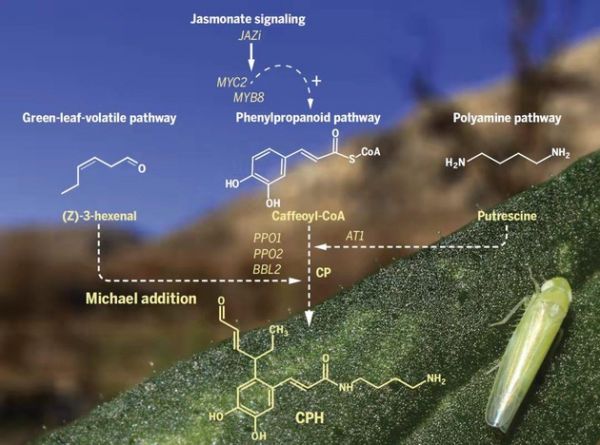 小叶蝉的攻击诱导了关键抗性化合物的合成与调控路径