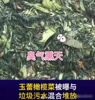 苍蝇乱飞污水横流！继土坑酸菜后，橄榄菜又出问题了……