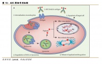 ADC“神药”背后的日本巨头