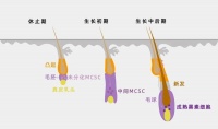 白了的头发，还能再黑回来吗？