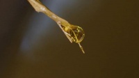 一滴山茶油,如何从大山飘到抖音?
