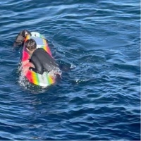 一只偷冲浪板的海獭,正在成为传奇