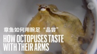 章鱼神奇的“脚”,是怎样“尝味道”的?
