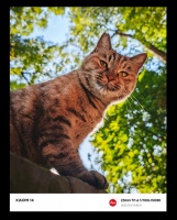 小米这是心有山海，静而不争？