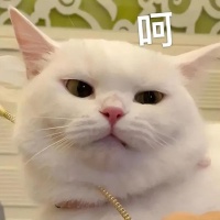 官方出品！上线即是VIP，这才是真正的良心听歌工具