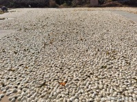 回顾新会陈皮的“2023”：熙熙攘攘，适者生存