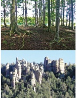 那些基于生物感官的AI算法