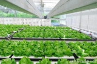 一号文件聚焦“谁来种地”问题，9大解决方案或可破解