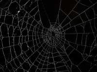 “秦朗”背后，警惕微博式信息茧房