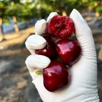 国产樱桃接棒车厘子进入市场，零售价一斤最高200元