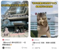 一周涨粉10万，谁在靠猫meme走红？