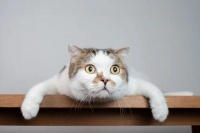 “有了 Copilot 后，程序员的编程能力正在逐渐退化！”