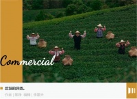 霸王茶姬没有辜负茶叶