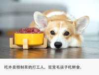 创业做狗饭,月入6万