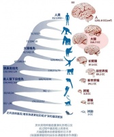 人类大脑是如何进化的？