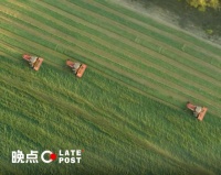 君乐宝的 2 万亩 “试验”:用极致工业化,重构乳业逻辑