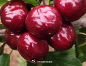 物流技术多环节创新破解车厘子运输难题