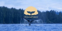 瞄准洗护消费升级，「Ocean&Forest森林海洋」用食用级原材料做国货精细洗护品牌