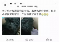 1年两千亿,宠物市场爆发:高瓴悄悄投了100多家企业