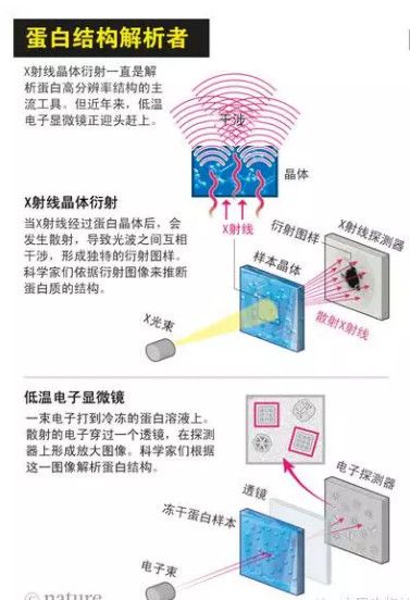 做新药发现的“送水人”，「佰翱得生物」提供从基因、蛋白到冷冻电镜结构的临床前CRO服务