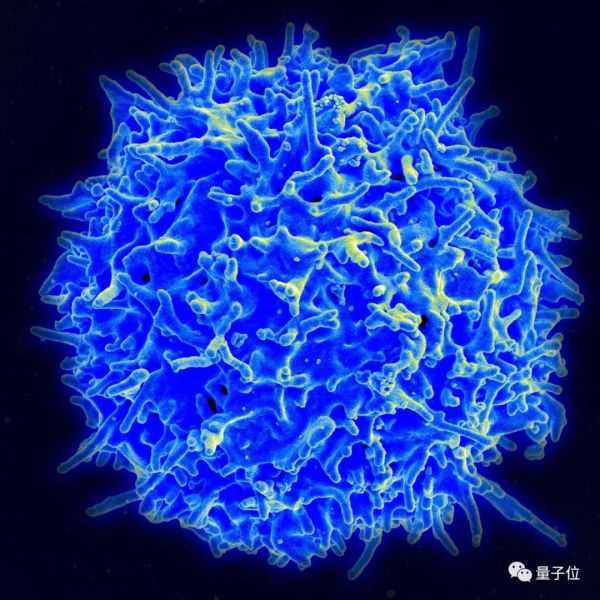 新发现的免疫细胞，可治疗现有多种癌症还不掉头发，最早11月进行人体试验