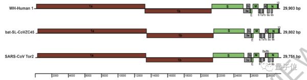 Nature首次、连发2篇新冠病毒论文：确认病毒进入细胞路径