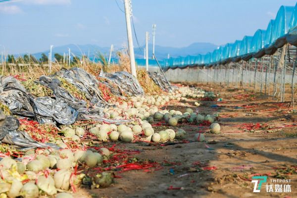 蜜瓜烂在地里