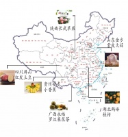 疫情下,中国贫困乡村农产品求生路