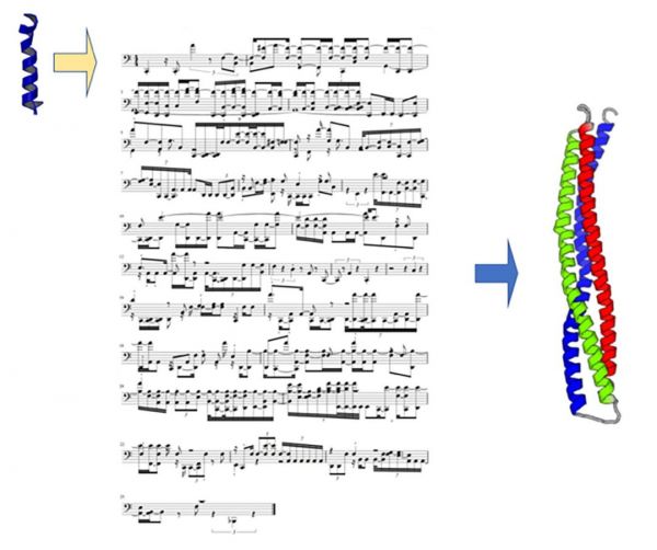 麻省理工新成果：哼唱一段旋律，AI就能创造一种 “全新” 蛋白质