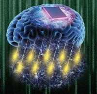 《科学进展》：精确读取大脑信号，新技术有望促进脑电控制设备的开发